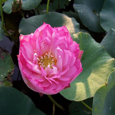M-Tech Gardens Lotus Seed(10 per packet)