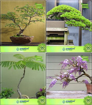 

Creative Farmer Bonsai Seeds : Pots Suitable Seeds Combo Acacia Mangium, Hoop Pine, Albizia Saman, Jacaranda Garden Seeds Seed(10 per packet)