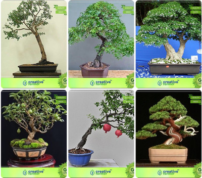 

Creative Farmer Bonsai Seeds : Bonsai Suitable Plant Seeds For Home Decor Combo Eucalyptus Grandis, Mahogany, Water Jasmine, Guava ,Pomagranate ,Bald Cypress Garden Seeds Seed(10 per packet)