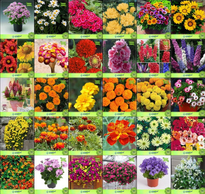 

Creative Farmer Flower Seeds : Seeds For Flowering Plants Combo of 30 Packet of Seeds Garden Flower Seeds Seed(20 per packet)