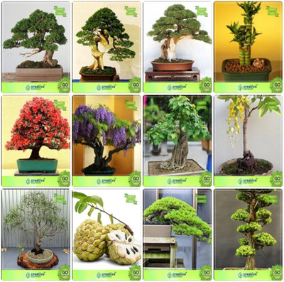 

Creative Farmer Bonsai Seeds : Bonsai Suitable Plant Seeds For Home Combo Cupressus Torulosa , Pinus Petula , Thuja Orientalis , Bamboo Gulmohar,Jacaranda,Ficus Religiosa,Golden Rain Tree,Eucalyptus Grandis Garden Seeds Seed(10 per packet)