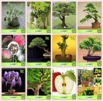 

Creative Farmer Bonsai Seeds : Balcony Seeds Combo Ficus Religiosa, Grape, Water Jasmine, Thuja Orientalis Albizia Lebbeck ,Eucalyptus ,Bamboo ,Gulmohar,Jacaranda Garden Seeds Seed(10 per packet)