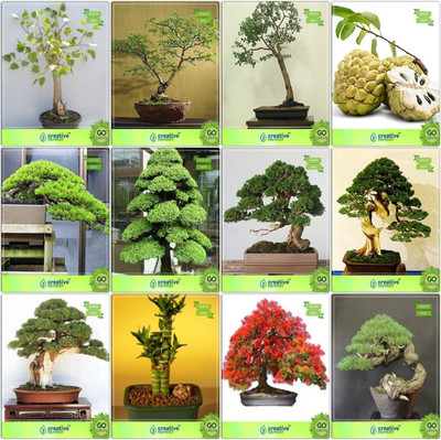 

Creative Farmer Bonsai Seeds : Rare Bonsai Suitable Plant Seeds Combo Ficus Religiosa, Acacia Mangium, Eucalyptus Grandis, Anona Hoop Pine,Cryptomaria Japonica ,Cupressus Torulosa ,Pinus Petula ,Thuja Orientalis Garden Seeds Seed(10 per packet)