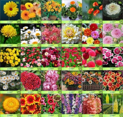 

Creative Farmer Flower Seeds : Flower Seeds Mix Combo of 30 Packet of Seeds Garden Flower Seeds Seed(20 per packet)