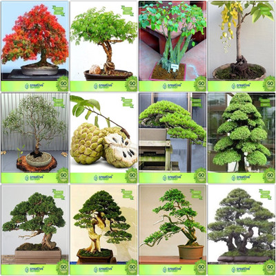

Creative Farmer Bonsai Seeds : Seed Catalogs Combo Gulmohar, Acacia Mangium, Ficus Religiosa, Golden Rain Treeeucalyptus Grandis,Anona ,Hoop Pine,Cryptomaria Japonica ,Cupressus Torulosa Garden Seeds Seed(10 per packet)