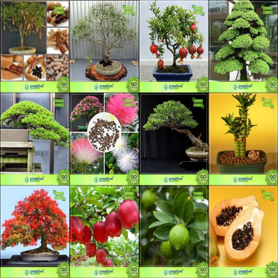 

Creative Farmer Bonsai Seeds : Garden Seeds For All Season Combo Tamarind, Eucalyptus Grandis, Pomagranate Nana, Cryptomaria Japonica Hoop Pine,Albizia Lebbeck ,Eucalyptus ,Bamboo ,Gulmohar Garden Seeds Seed(10 per packet)