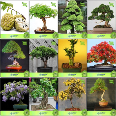 

Creative Farmer Bonsai Seeds : Bonsai Suitable Plant Seeds For All Season Combo Anona , Acacia Mangium, Cryptomaria Japonica , Cupressus Torulosa Pinus Petula ,Thuja Orientalis ,Bamboo ,Gulmohar,Jacaranda Garden Seeds Seed(10 per packet)