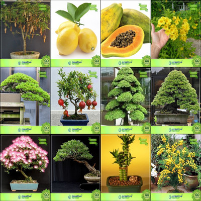 

Creative Farmer Bonsai Seeds : Seeds For Pot Combo Tamarind, Lemon, Papaya, Tecoma Stanshoop Pine,Pomagranate Nana,Cryptomaria Japonica ,Pinus Roxburghaii,Albizia Lebbeck Garden Seeds Seed(10 per packet)