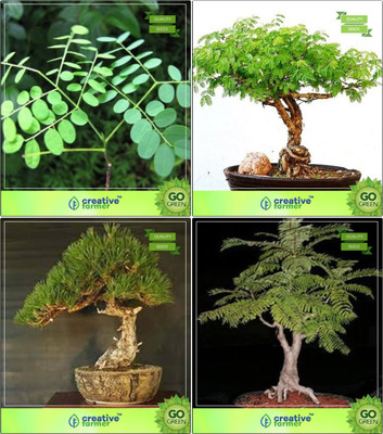 

Creative Farmer Bonsai Seeds : Seeds For All Season Combo Adenanthera Pavonina , Acacia Mangium, Australian Pine, Peltophorum Garden Seeds Seed(10 per packet)