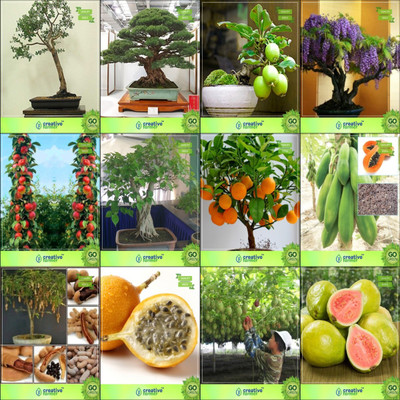 

Creative Farmer Bonsai Seeds : Best Combo Seeds Combo Eucalyptus Grandis, Australian Pine, Guava , Jacarandaapple,Ficus Religiosa,Orange,Papaya,Tamarind Garden Seeds Seed(10 per packet)