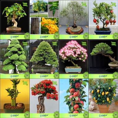 

Creative Farmer Bonsai Seeds : Outdoor Seeds Gardening Combo Ficus Religiosa, Tecoma Stans, Eucalyptus Grandis, Pomagranate Nanacryptomaria Japonica ,Pinus Roxburghaii,Albizia Lebbeck ,Eucalyptus ,Bamboo Garden Seeds Seed(10 per packet)