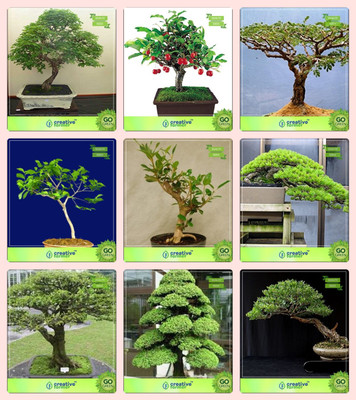 

Creative Farmer Bonsai Seeds : Best Pot Suitable Combo Divi-Divi, Chinese Date, Acacia Dealbata , Terminalia Arjunamahogany,Hoop Pine,Water Jasmine,Cryptomaria Japonica ,Eucalyptus Garden Seeds Seed(10 per packet)