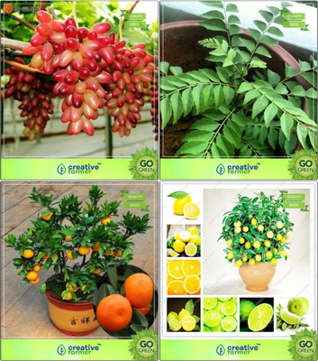 

Creative Farmer Bonsai Seeds : Roof Or Pot Garden Bonsai Suitable Plant Seeds Combo Grape, Curry Plant, Orange, Lemon Garden Seeds Seed(10 per packet)
