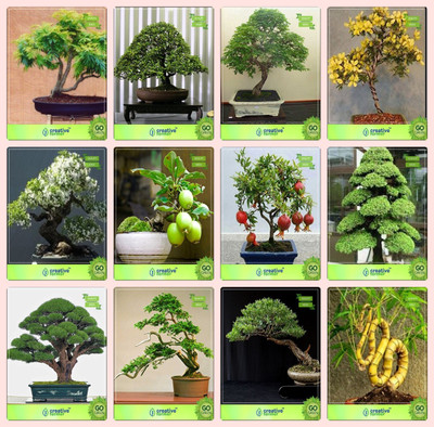 

Creative Farmer Bonsai Seeds : Bonsai Garden Combo Gulmohar, Acacia Mangium, Divi-Divi, Golden Rain Treewater Jasmine,Guava ,Pomagranate Nana,Cryptomaria Japonica ,Cupressus Torulosa Garden Seeds Seed(10 per packet)