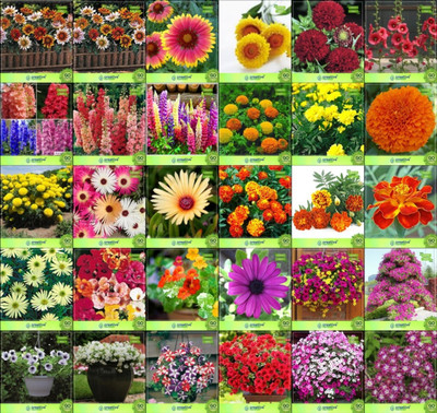 

Creative Farmer Flower Seeds : Flower Seeds For Indian Climate Combo of 30 Packet of Seeds Garden Flower Seeds Seed(20 per packet)