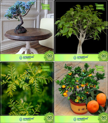 

Creative Farmer Bonsai Seeds : Seed Catalogs Combo Jacaranda, Ficus Religiosa, Curry Plant, Orange Garden Seeds Seed(10 per packet)