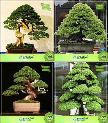 

Creative Farmer Bonsai Seeds : Bonsai Suitable Plant Seeds Combo Pinus Petula , Pinus Roxburghaii, Bald Cypress, Cryptomaria Japonica Garden Seeds Seed(10 per packet)