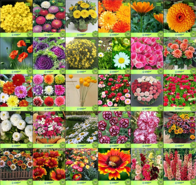 

Creative Farmer Flower Seeds : Seeds For Home Garden Combo of 30 Packet of Seeds Garden Flower Seeds Seed(20 per packet)