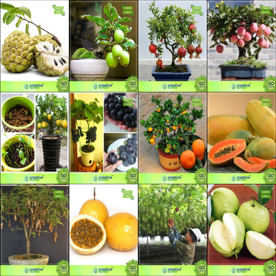 

Creative Farmer Bonsai Seeds : Bonsai Suitable Plant Seeds Gardening Combo Anona , Guava , Pomagranate Nana, Applelemon,Grape,Orange,Papaya,Tamarind Garden Seeds Seed(10 per packet)