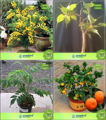 

Creative Farmer Bonsai Seeds : Bonsai Suitable Plant Seeds Combo Acacia Mangium, Ficus Religiosa, Curry Plant, Orange Garden Seeds Seed(10 per packet)