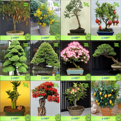 

Creative Farmer Bonsai Seeds : Tree Combo Tamarind, Tecoma Stans, Eucalyptus Grandis, Pomagranate Nanacryptomaria Japonica ,Pinus Roxburghaii,Albizia Lebbeck ,Eucalyptus ,Bamboo Garden Seeds Seed(10 per packet)