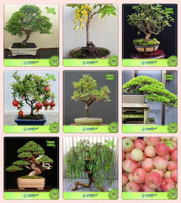 

Creative Farmer Bonsai Seeds : Indoor And Outdoor Combo Divi-Divi, Golden Rain Tree, Guava , Pomagranate Nanaindian Plum,Hoop Pine,Bald Cypress,Peltophorum,Apple Garden Seeds Seed(10 per packet)