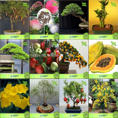 

Creative Farmer Bonsai Seeds : Seeds For Outdoor Combo Tamarind, Albizia Lebbeck , Eucalyptus , Bamboo Hoop Pine,Apple,Lemon,Papaya,Tecoma Stans Garden Seeds Seed(10 per packet)