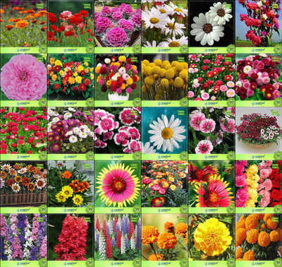 

Creative Farmer Flower Seeds : Garden Decor Seeds For Pots Combo of 30 Packet of Seeds Winter/Summer & All Season Garden Flower Seeds Seed(20 per packet)