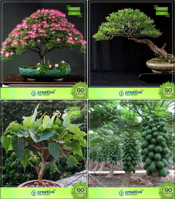 

Creative Farmer Bonsai Seeds : Plant For Home (Seeds) Combo Albizia Lebbeck , Eucalyptus , Ficus Religiosa, Papaya Garden Seeds Seed(10 per packet)