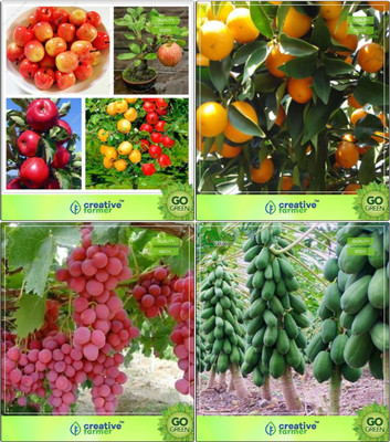 

Creative Farmer Bonsai Seeds : Air Purifyinging Plant Combo Apple, Orange, Grape, Papaya Garden Seeds Seed(10 per packet)
