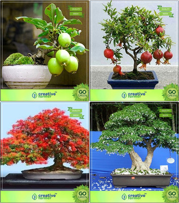 

Creative Farmer Bonsai Seeds : Plant Seed Combo Guava , Pomagranate Nana, Gulmohar, Water Jasmine Garden Seeds Seed(10 per packet)