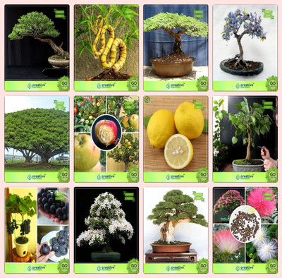 

Creative Farmer Bonsai Seeds : Bonsai Suitable Plant Seeds Combo Eucalyptus , Bamboo , Gulmohar, Jacarandaalbizia Saman,Apple,Lemon,Ficus Religiosa,Grape Garden Seeds Seed(10 per packet)