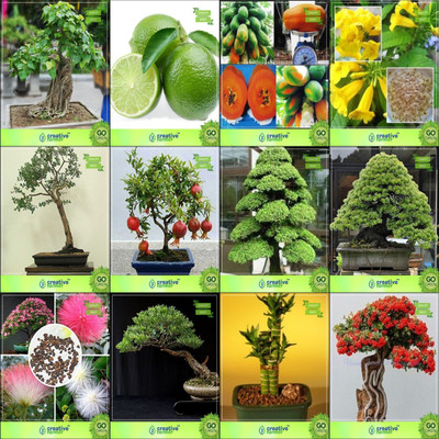 

Creative Farmer Bonsai Seeds : Seeds For Balcony Combo Ficus Religiosa, Lemon, Papaya, Tecoma Stanseucalyptus Grandis,Pomagranate Nana,Cryptomaria Japonica ,Pinus Roxburghaii,Albizia Lebbeck Garden Seeds Seed(10 per packet)