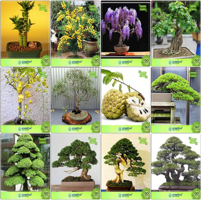 

Creative Farmer Bonsai Seeds : Heirloom Seeds Combo Bamboo , Acacia Mangium, Jacaranda, Ficus Religiosagolden Rain Tree,Eucalyptus Grandis,Anona ,Hoop Pine,Cryptomaria Japonica Garden Seeds Seed(10 per packet)