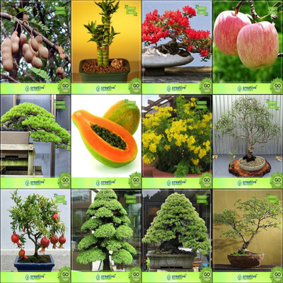 

Creative Farmer Bonsai Seeds : Seeds And Plants Combo Tamarind, Bamboo , Gulmohar, Applehoop Pine,Papaya,Tecoma Stans,Eucalyptus Grandis,Pomagranate Nana Garden Seeds Seed(10 per packet)