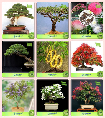 

Creative Farmer Bonsai Seeds : Bonsai Suitable Bonsai Suitable Plant Seeds For Pots Combo Thuja Orientalis , Acacia Dealbata , Albizia Lebbeck , Eucalyptus Bamboo ,Gulmohar,Jacaranda,Murrayya Exotica,Lagerstroemia Garden Seeds Seed(10 per packet)