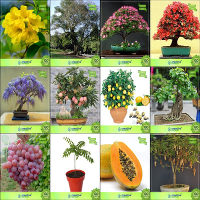 

Creative Farmer Bonsai Seeds : Combo Pack Of Seeds Combo Tecoma Stans, Adenanthera Pavonina , Albizia Lebbeck , Gulmoharjacaranda,Apple,Lemon,Ficus Religiosa,Grape Garden Seeds Seed(10 per packet)