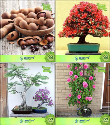 

Creative Farmer Bonsai Seeds : Bonsai Suitable Plant Seeds Gardening Combo Tamarind, Gulmohar, Jacaranda, Rose Tree Seeds Garden Seeds Seed(10 per packet)