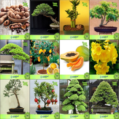

Creative Farmer Bonsai Seeds : Seeds For Terrace Garden Combo Tamarind, Eucalyptus , Bamboo , Gulmoharhoop Pine,Lemon,Papaya,Tecoma Stans,Eucalyptus Grandis Garden Seeds Seed(10 per packet)