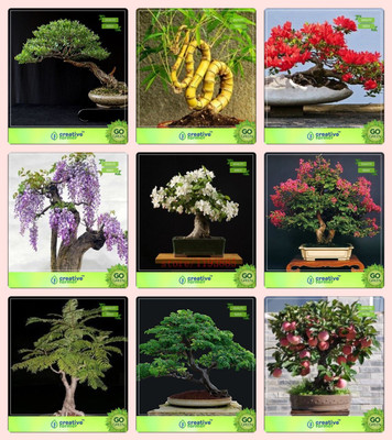 

Creative Farmer Bonsai Seeds : Seeds For Home Garden Combo Eucalyptus , Bamboo , Gulmohar, Jacarandamurrayya Exotica,Lagerstroemia ,Peltophorum,Albizia Saman,Apple Garden Seeds Seed(10 per packet)