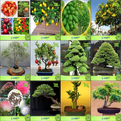 

Creative Farmer Bonsai Seeds : Tree And Indoor Plant Combo Apple, Lemon, Papaya, Tecoma Stanseucalyptus Grandis,Pomagranate Nana,Cryptomaria Japonica ,Pinus Roxburghaii,Albizia Lebbeck Garden Seeds Seed(10 per packet)