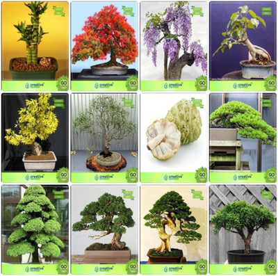 

Creative Farmer Bonsai Seeds : Bonsai Suitable Plant Seeds Combo Bamboo , Gulmohar, Jacaranda, Ficus Religiosagolden Rain Tree,Eucalyptus Grandis,Anona ,Hoop Pine,Cryptomaria Japonica Garden Seeds Seed(10 per packet)