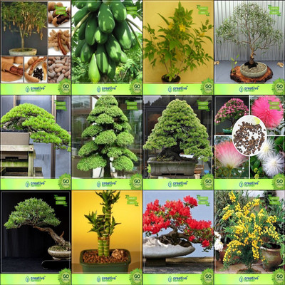

Creative Farmer Bonsai Seeds : Garden Seeds For Outdoor Plants Combo Tamarind, Papaya, Tecoma Stans, Eucalyptus Grandishoop Pine,Cryptomaria Japonica ,Pinus Roxburghaii,Albizia Lebbeck ,Eucalyptus Garden Seeds Seed(10 per packet)