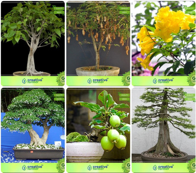 

Creative Farmer Bonsai Seeds : Seed For Home Garden Combo Ficus Religiosa, Tamarind, Tecoma Stans, Water Jasmine,Guava ,Bald Cypress Garden Seeds Seed(10 per packet)