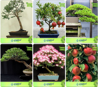

Creative Farmer Bonsai Seeds : Bonsai Suitable Plant Seeds For All Season Combo Eucalyptus Grandis, Pomagranate Nana, Hoop Pine, Eucalyptus ,Albizia Lebbeck ,Apple Garden Seeds Seed(10 per packet)
