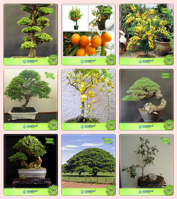 

Creative Farmer Bonsai Seeds : Pot Suitable Ing Seeds Combo Cryptomaria Japonica , Orange, Acacia Mangium, Divi-Divigolden Rain Tree,Australian Pine,Rosewood,Elephant-Ear,Plywood Tree Garden Seeds Seed(10 per packet)