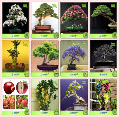 

Creative Farmer Bonsai Seeds : Bonsai Suitable Plant Seeds For Home Garden Combo Water Jasmine, Thuja Orientalis , Albizia Lebbeck , Eucalyptus Bamboo ,Gulmohar,Jacaranda,Albizia Saman,Apple Garden Seeds Seed(10 per packet)