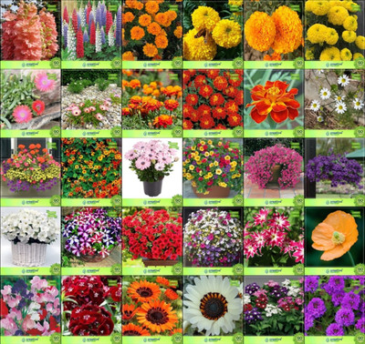 

Creative Farmer Flower Seeds : Seeds For Planting Combo of 30 Packet of Seeds Garden Flower Seeds Seed(20 per packet)