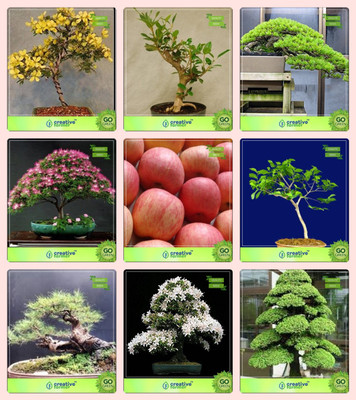 

Creative Farmer Bonsai Seeds : Bonsai Suitable Plant Seeds Gardening Combo Golden Rain Tree, Mahogany, Hoop Pine, Albizia Lebbeck Apple,Terminalia Arjuna,Australian Pine,Water Jasmine,Cryptomaria Japonica Garden Seeds Seed(10 per packet)