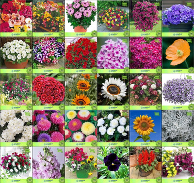 

Creative Farmer Flower Seeds : Flower Seeds for Polybag In Garden Combo of 30 Packet of Seeds Garden Flower Seeds Seed(20 per packet)